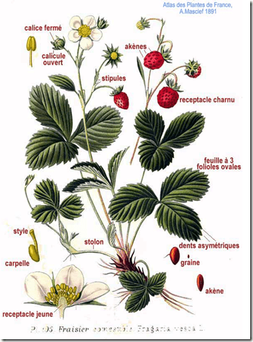 358x484 Strawberry - Strawberry Plant Drawing