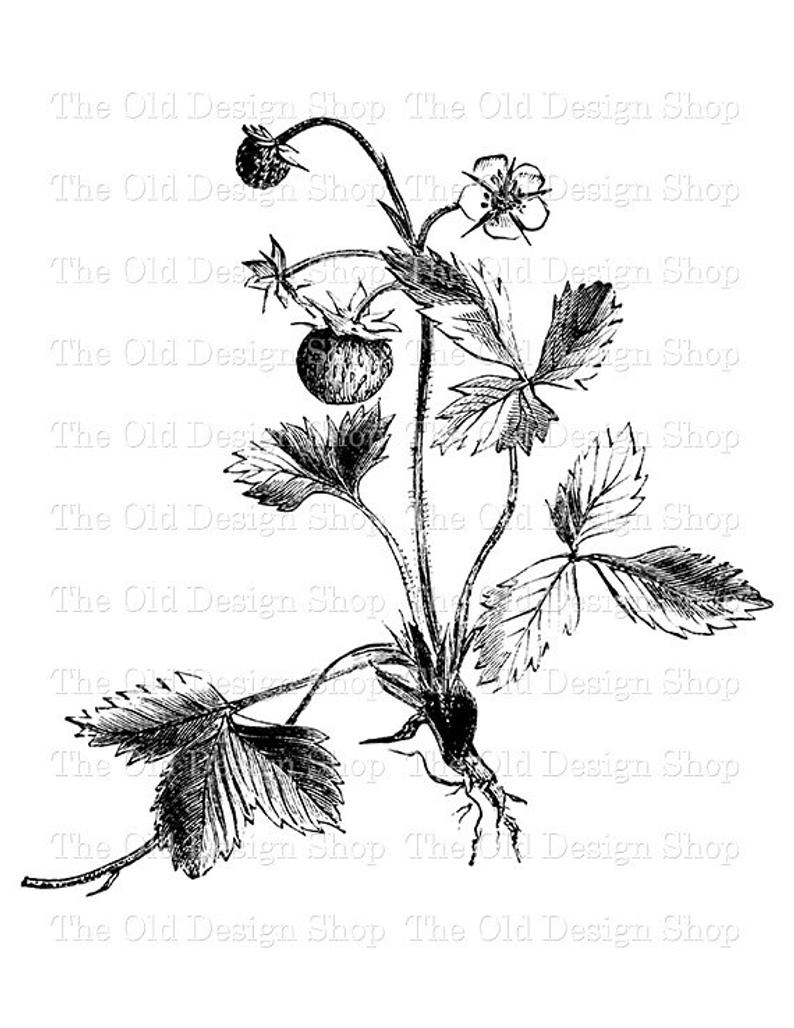794x1028 Strawberry Plant Botanical Vintage Clip Art Digital Stamp Etsy - Strawberry Plant Drawing