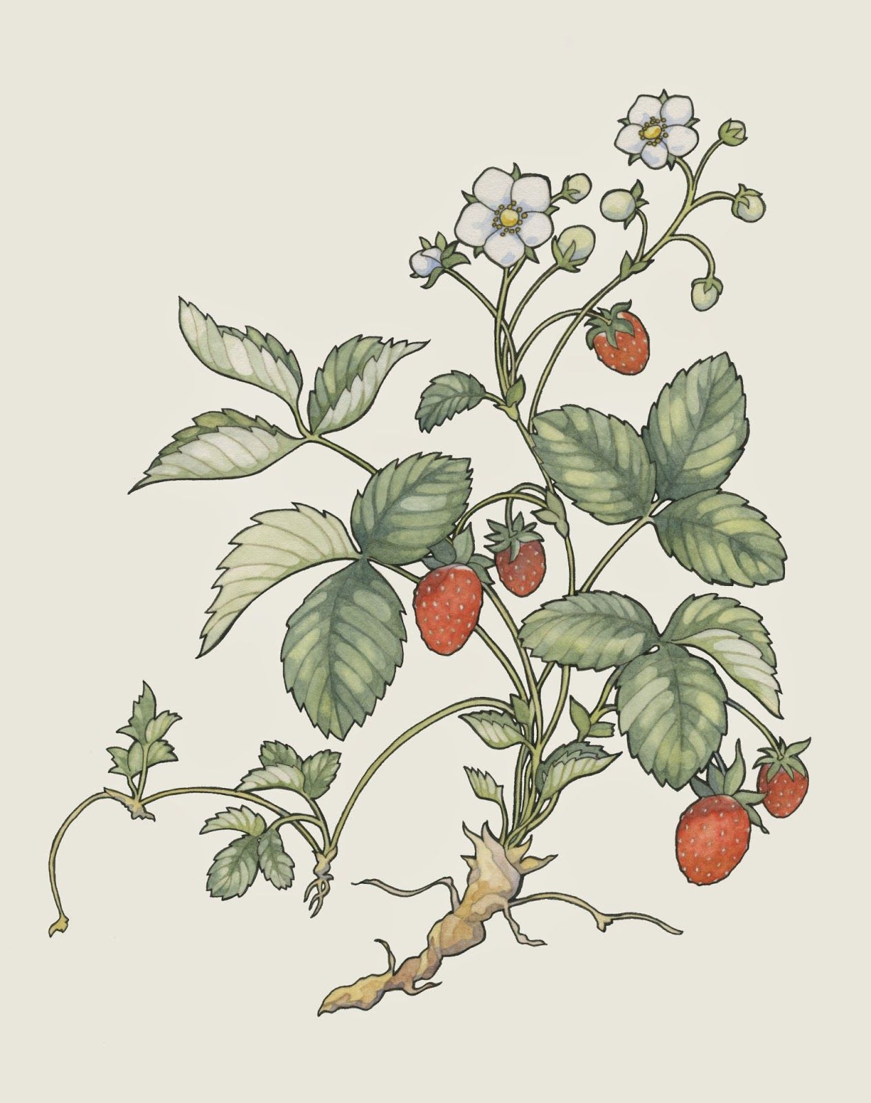 1264x1600 strawberry plant drawing decoupage !! strawberry plants - Strawberry Plant Drawing