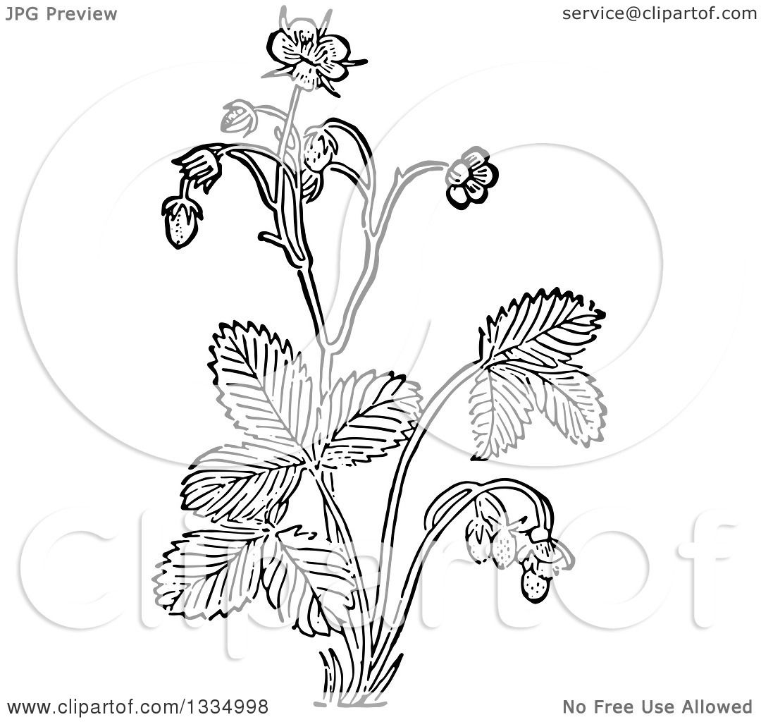 1080x1024 Strawberry Plant Drawing - Strawberry Plant Drawing