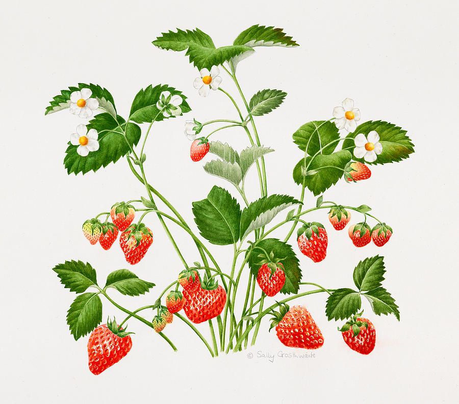 900x791 Strawberry Plant Painting - Strawberry Plant Drawing