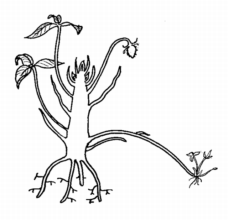 730x704 Strawberry Plant In Early Summer Biological Drawings - Strawberry Plant Drawing
