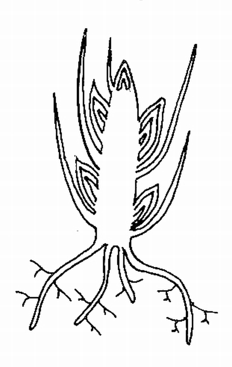 461x730 Strawberry Plant In Winter Biological Drawings Of Vegetative - Strawberry Plant Drawing