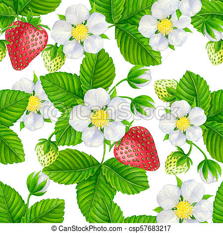 450x470 Strawberry Plant Watercolor Pattern Seamless Watercolor Pattern - Strawberry Plant Drawing