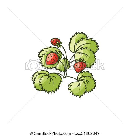 450x470 strawberry plant with green leaves, ripe berries strawberry plant - Strawberry Plant Drawing