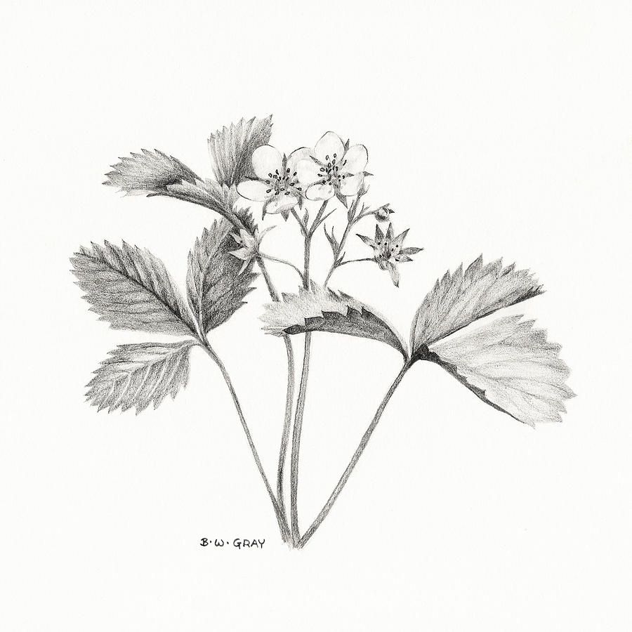 900x900 Wild Strawberry Drawing Drawing - Strawberry Plant Drawing