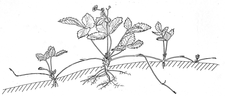 730x313 Wild Strawberry Runner In Spring Biological Drawings - Strawberry Plant Drawing