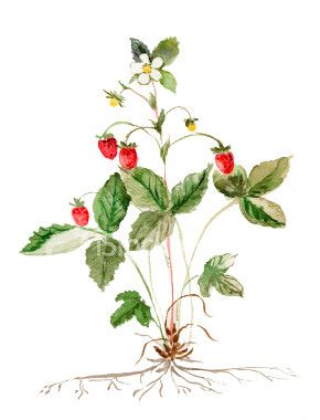 290x380 Botanical Drawing Wild Strawberry In Fruits - Strawberry Plant Drawing