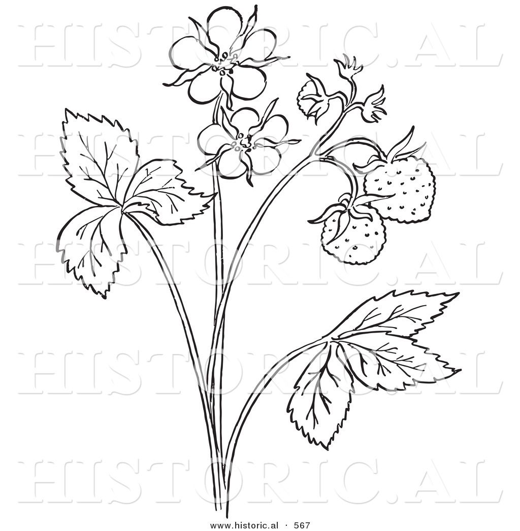 Strawberry Plant Drawing at Explore collection of