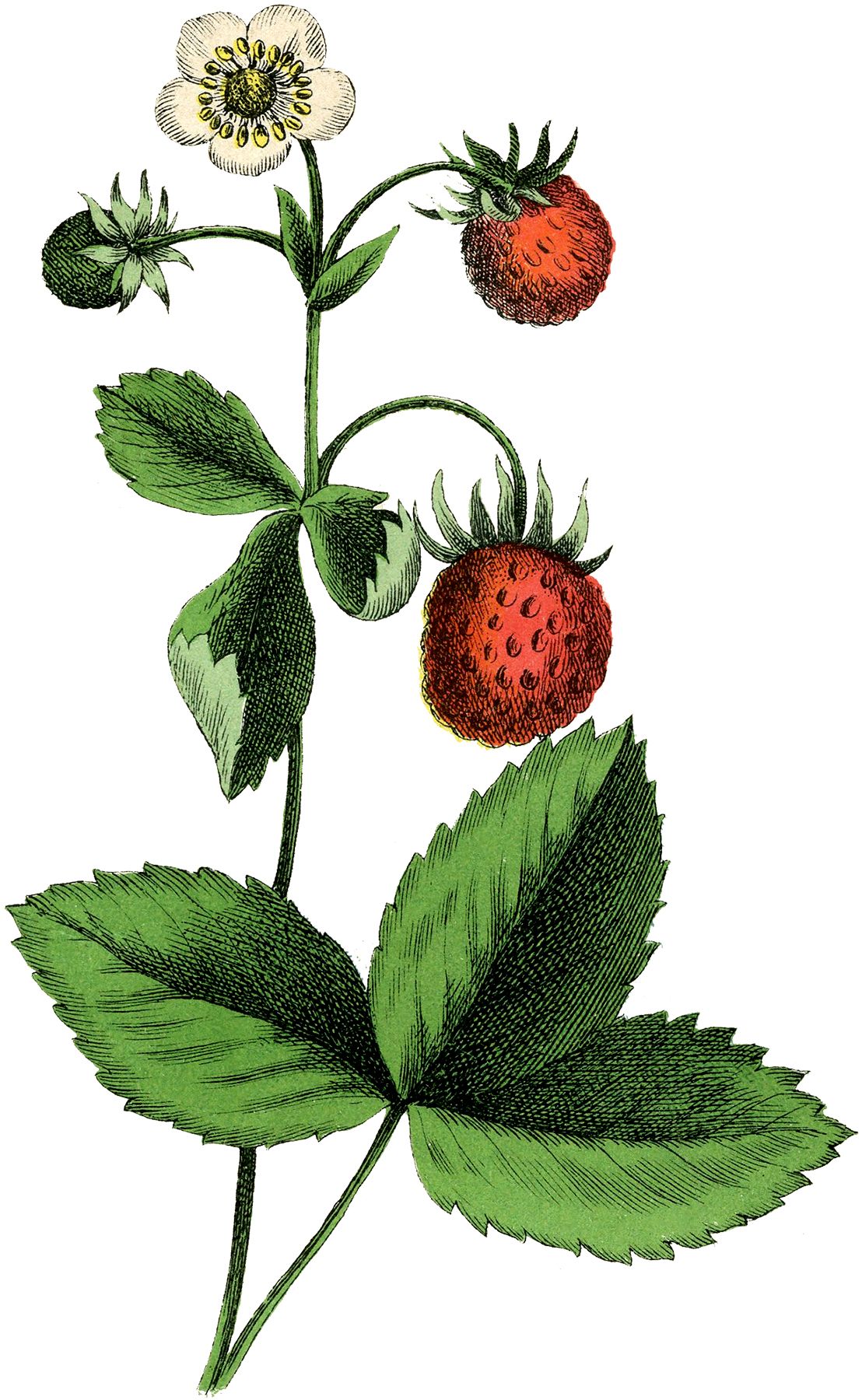 1108x1800 Beautiful Vintage Strawberry Plant Image! Printables Flores - Strawberry Plant Drawing