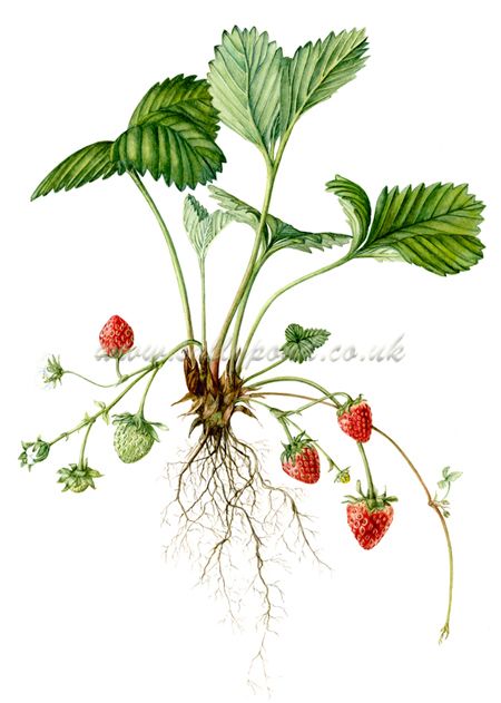 450x631 botanical prints for sale beautiful limited edition prints - Strawberry Plant Drawing