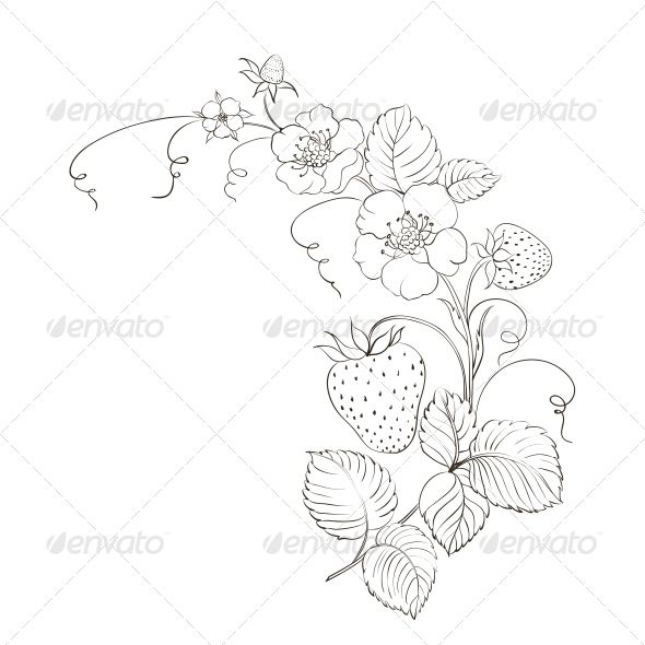 590x590 Strawberries Brunch Isolated On The White Vector Illustration - Strawberry Vine Drawing