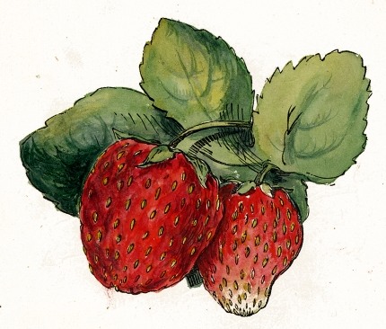 430x366 Strawberry Drawing - Strawberry Vine Drawing