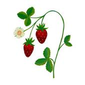 170x170 Strawberry Vine Clipart - Strawberry Vine Drawing