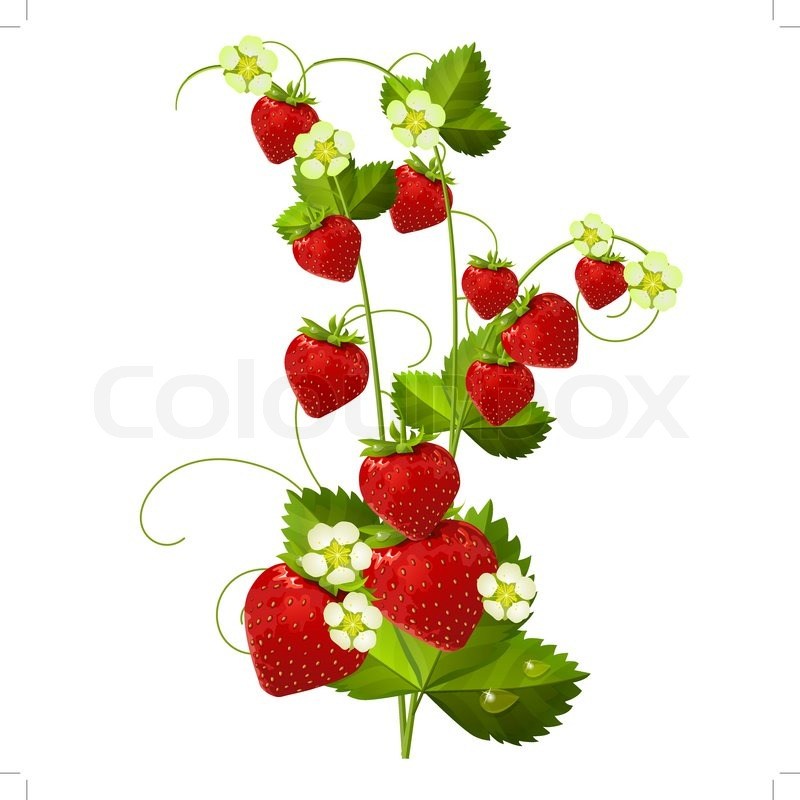 Strawberry Vine Drawing at Explore collection of