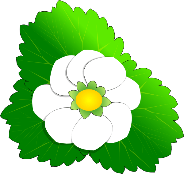 600x568 Strawberry Vine Drawing - Strawberry Vine Drawing