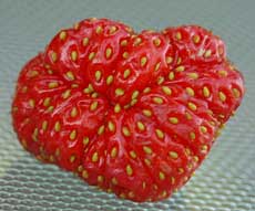 230x191 Deformed Strawberries Strawberry Plants Org - Strawberry Vine Drawing