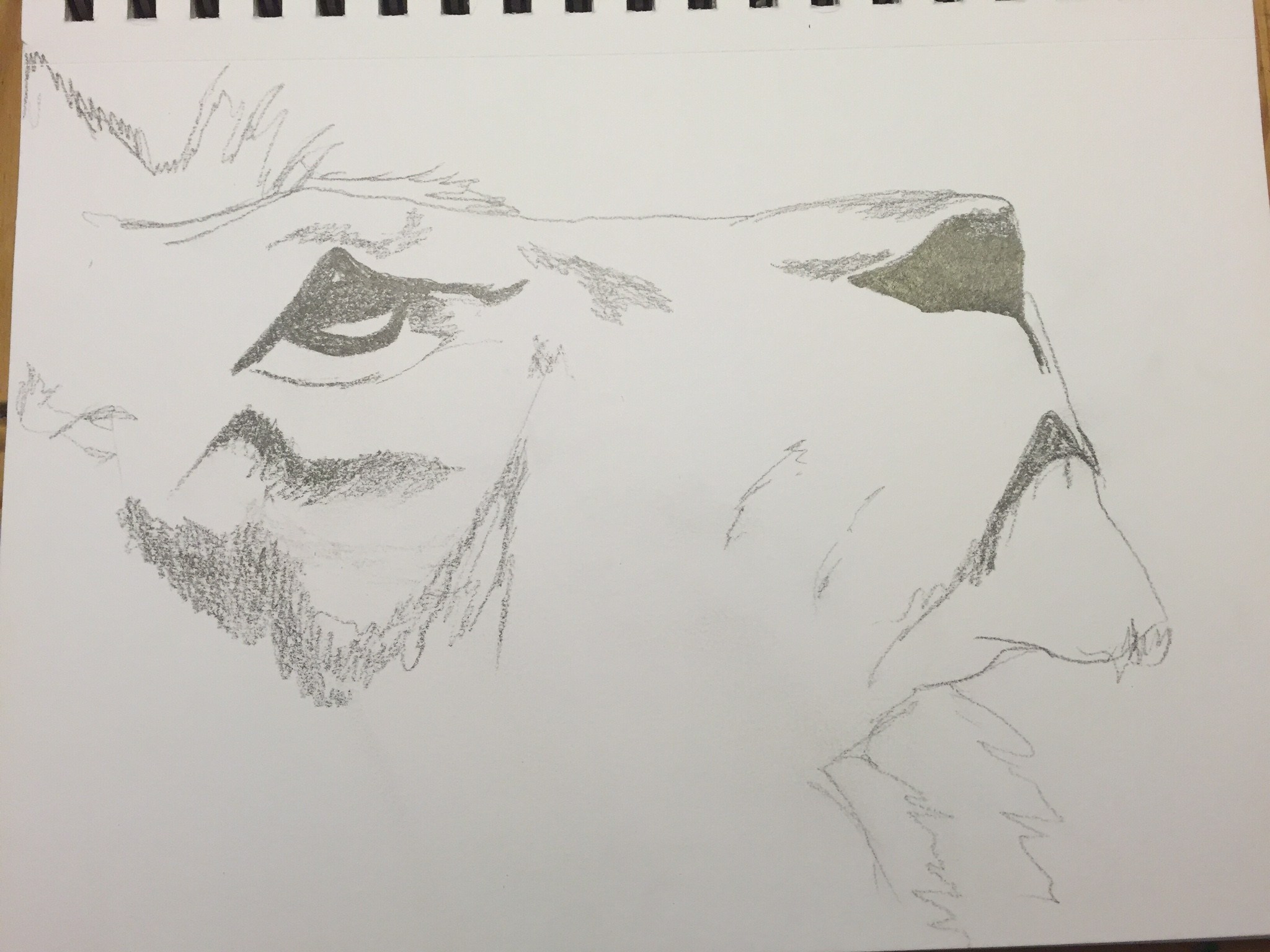 2048x1536 strength of a lion first minute drawing - Strength Drawing