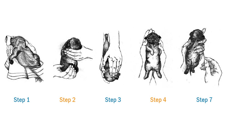 740x415 puppy development and behavior healthy stress - Stress Free Drawing