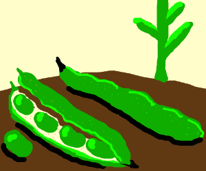 300x250 Green Beans Drawing - String Beans Drawing