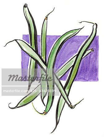 339x450 Green Beans - String Beans Drawing