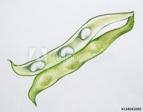 500x391 Hand Drawn Green Beans Pod Realistic Illustration Colored - String Beans Drawing
