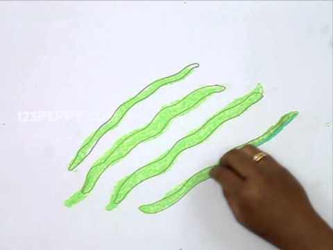 480x360 How To Draw Long Beans - String Beans Drawing