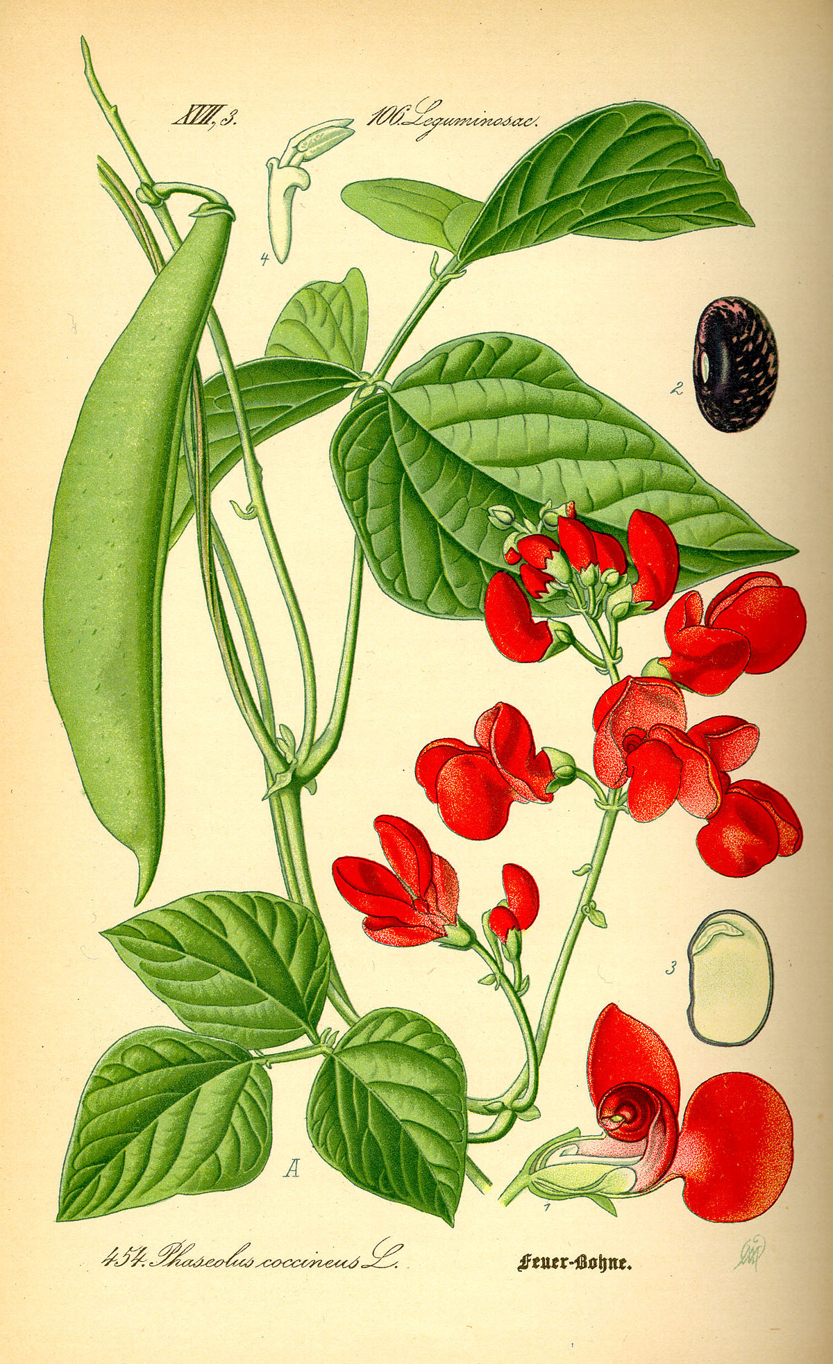 1200x1964 Phaseolus Coccineus - String Beans Drawing