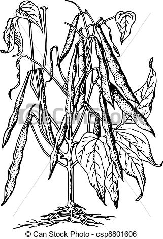 321x470 string beans clipart black and white collection - String Beans Drawing
