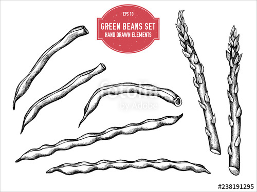 500x375 Vector Collection Of Hand Drawn Pastel Green Beans Stock Image - String Beans Drawing