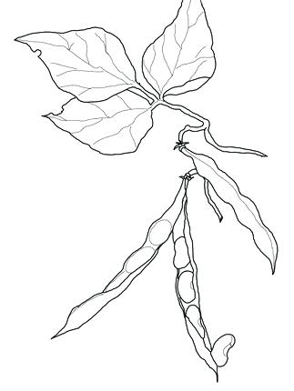 323x430 Green Beans Coloring Pictures - String Beans Drawing