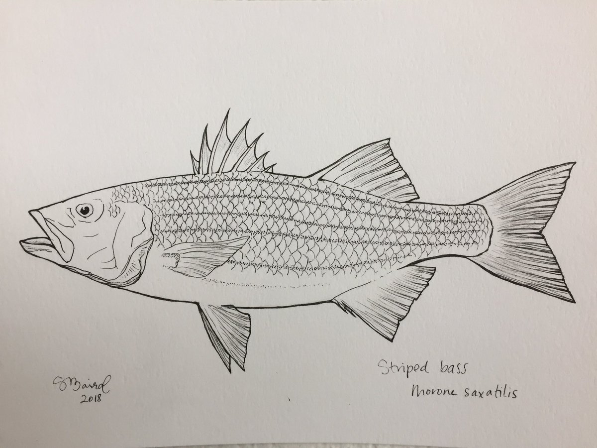 Striped Bass Drawing At Paintingvalley.com 