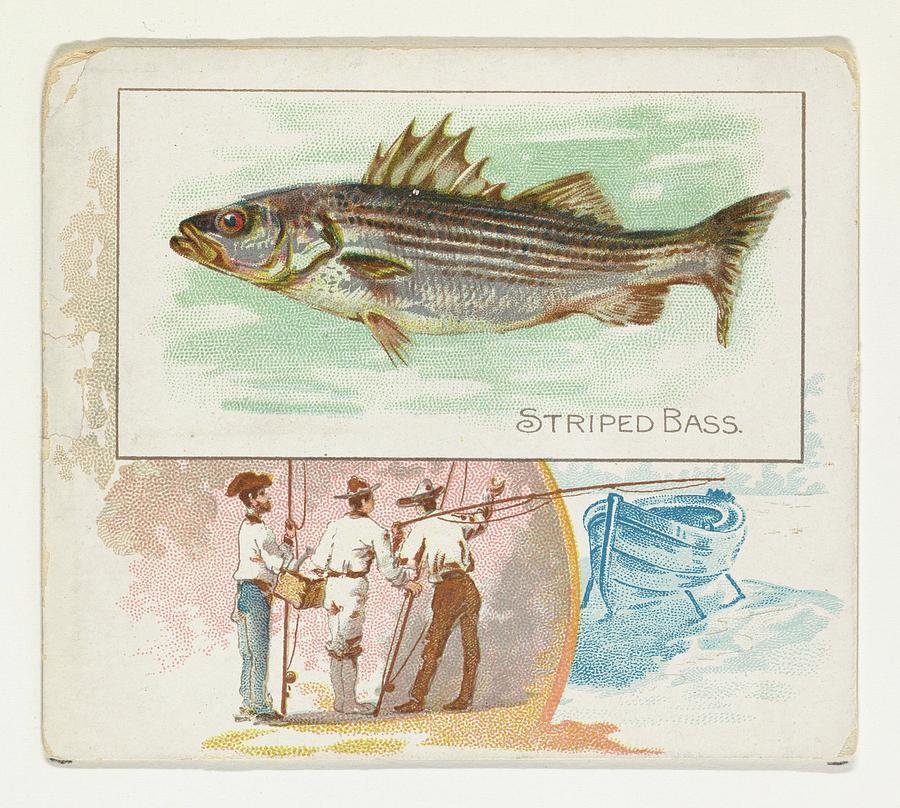 900x808 striped bass, from fish from american drawing - Striped Bass Drawing