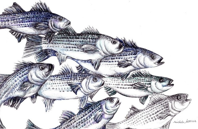 640x418 Striped Bass Art Print, Pen And Ink Drawing Wall Print, Old - Striped Bass Drawing