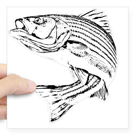 460x460 Striped Bass Gifts - Striped Bass Drawing