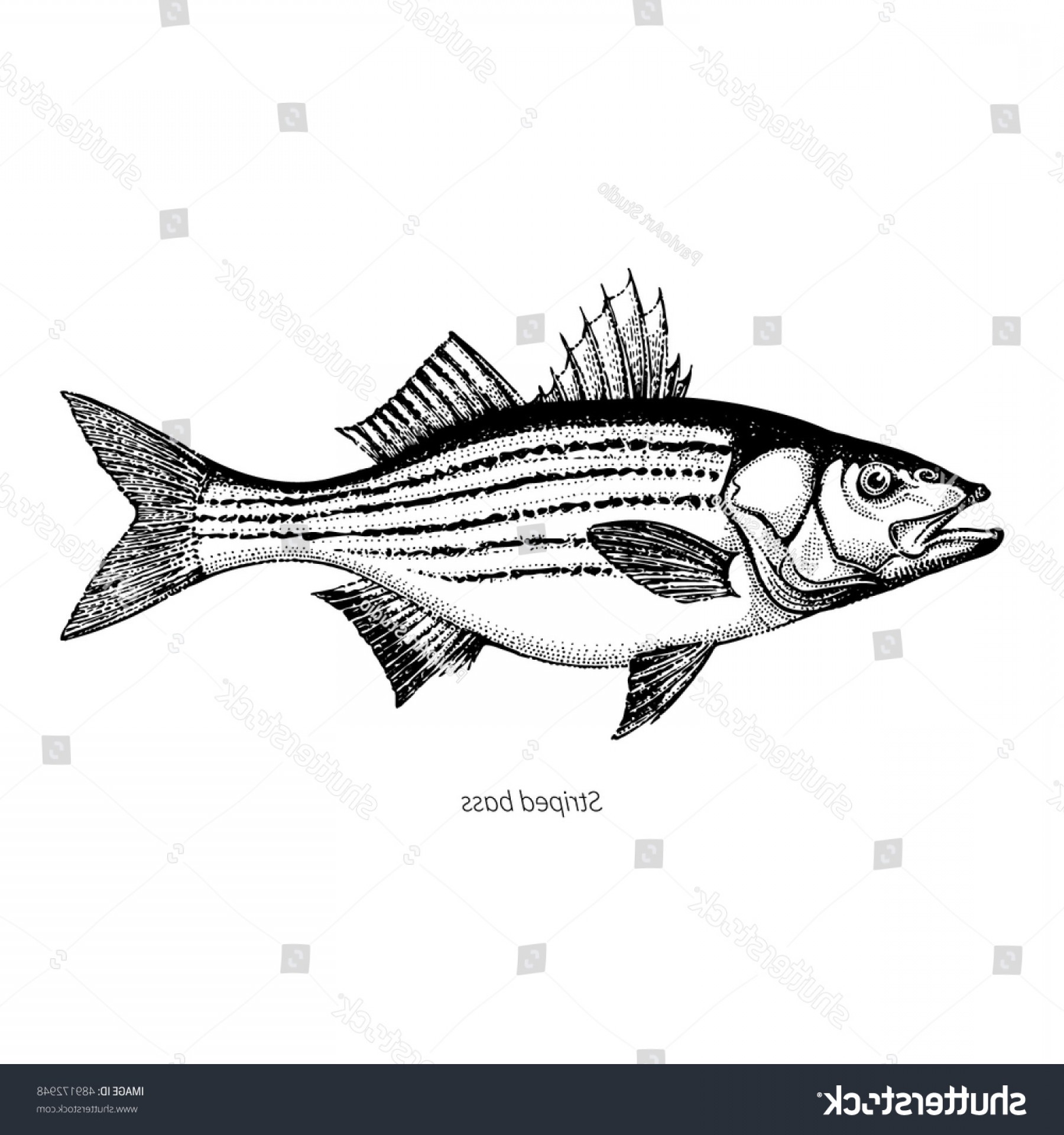 1800x1920 Striped Bass Hand Drawn Outline Vintage Soidergi - Striped Bass Drawing