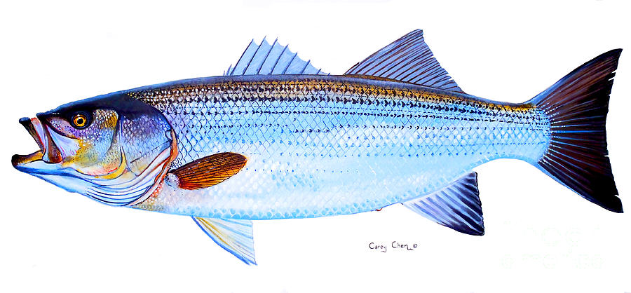 900x418 Striped Bass Painting - Striped Bass Drawing