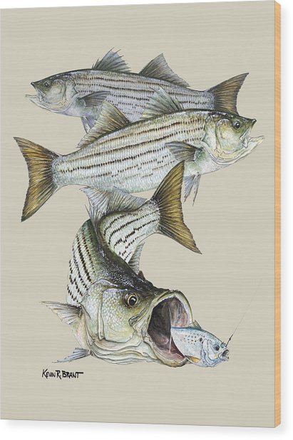 411x618 Striped Bass Painting - Striped Bass Drawing