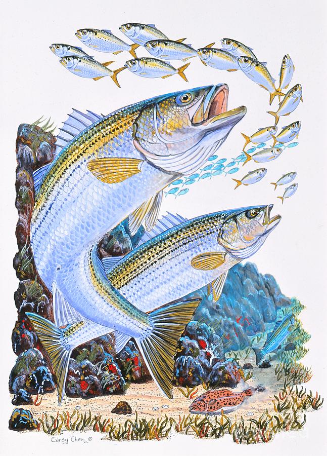 647x900 Striped Bass Rocks Painting - Striped Bass Drawing