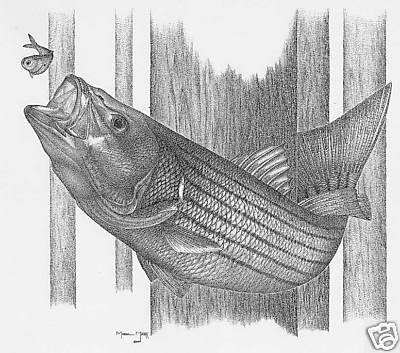 Striped Bass Drawing at PaintingValley.com | Explore collection of ...