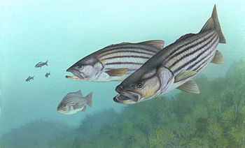 350x212 Striped Bass Fishing - Striped Bass Drawing