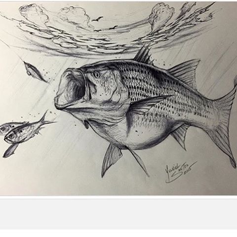 Striped Bass Drawing at PaintingValley.com | Explore collection of ...