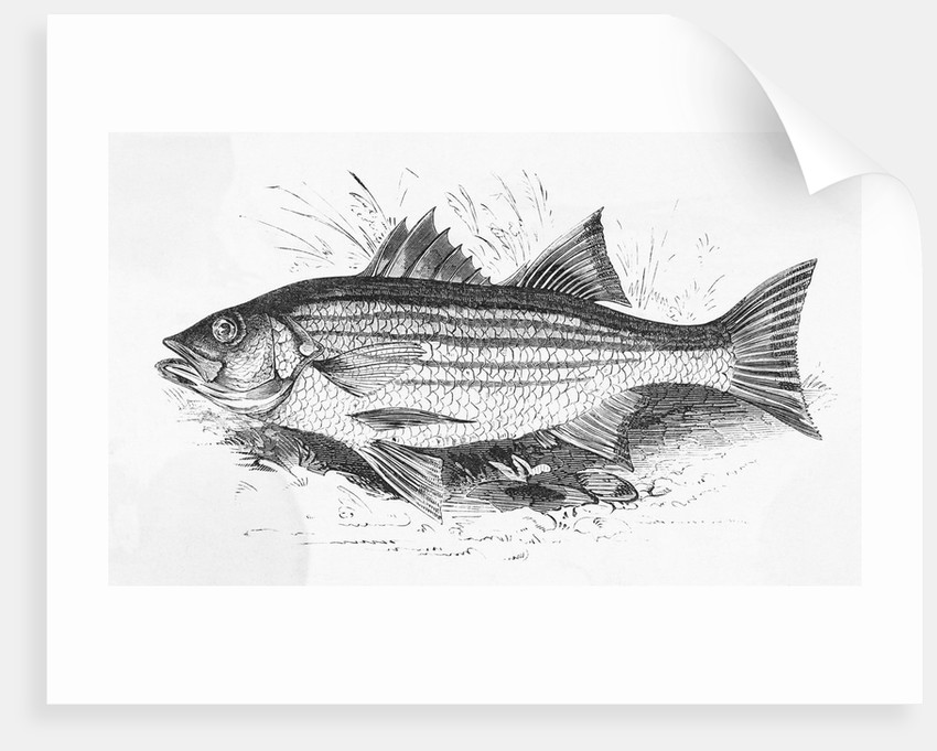 Striped Bass Drawing at PaintingValley.com | Explore collection of ...