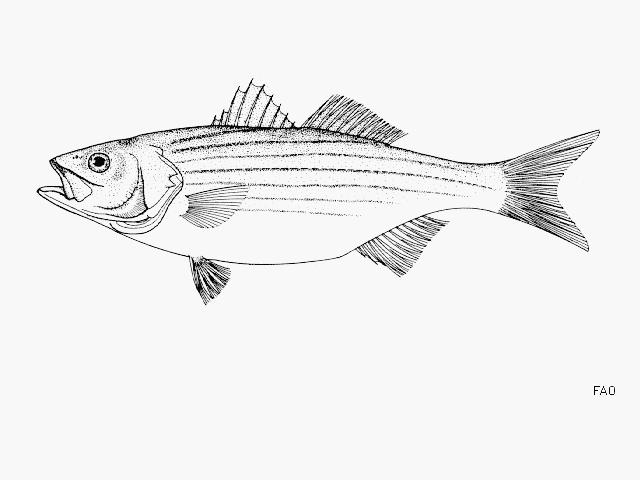 Striped Bass Drawing at PaintingValley.com | Explore collection of ...