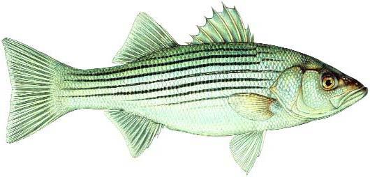 530x254 striped bass fish species fishing kdwpt - Striped Bass Drawing