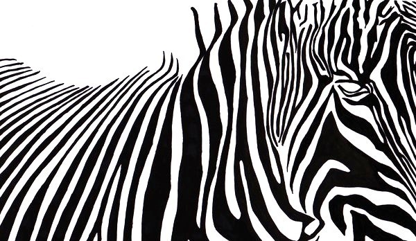600x348 Drawing Images Zebra Stripes Wallpaper And Background Photos - Stripes Drawing