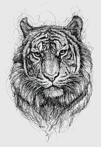 207x300 Tiger Stripes Drawings Fine Art America - Stripes Drawing