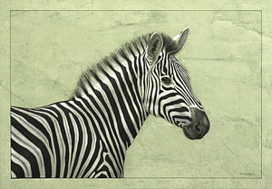 300x208 Zebra Stripes Drawings Fine Art America - Stripes Drawing