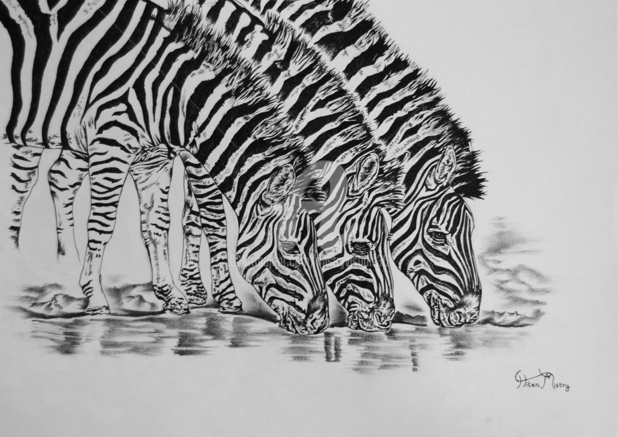 1200x850 Water Hole Drawing - Stripes Drawing