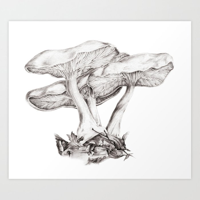 700x700 fungi mushroom study mono pencil drawing art print - Study Drawing